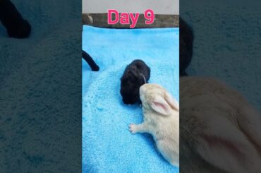 Baby Animals Rabbit Growth #rabbits #animals  #rabbit #babyrabbit #babypet #babyanimals
