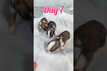 Rabbit Growth | Cute baby bunnies growing up #shorts