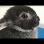 HELP ! Baby Bunny fall but Never Give UP UP UP