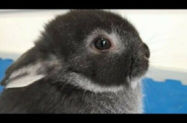 HELP ! Baby Bunny fall but Never Give UP UP UP