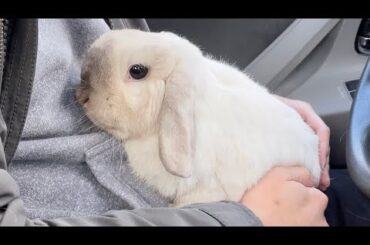 Cuddly bunny asking for a favor
