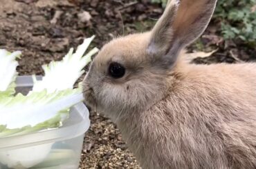Cute baby bunny is busy!