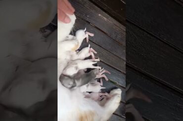 Helping these baby rabbits feed from their mama rabbit.#pets#shorts