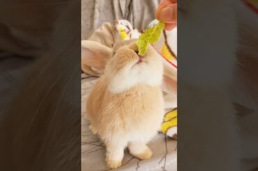 Cute Mini Lop Bunny Eating Lettuce #pets #rabbits