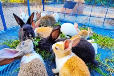 Cute Baby Rabbits Video High Quality 4k