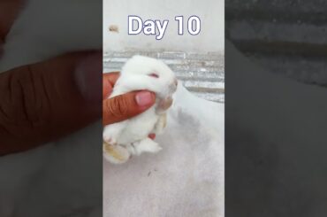 Baby Rabbit - 1 Day To 17 Days Old | Cute Baby Rabbit Growth #animals