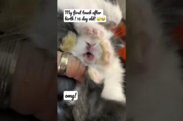 What is a rabbit screaming sound like?#baby#bunny#rabbit#beautifulbunny#2022