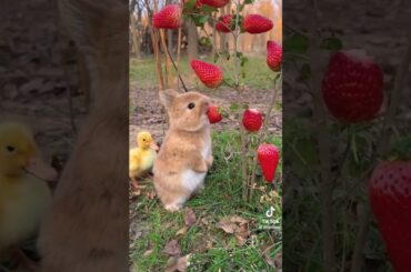 Bunny eating strawberries with duck