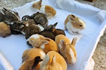 Happy Baby Rabbit | Cutest Baby rabbits - Birds Singing Sound High Quality