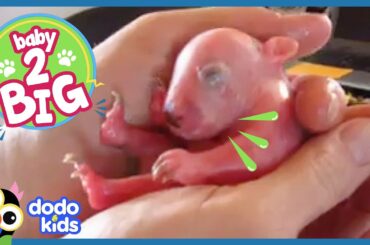 Baby Wombat Needs Oil Massages Every Day! | Baby 2 Big | Dodo Kids