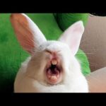 Bunny Yawning Compilation