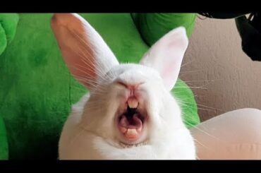 Bunny Yawning Compilation