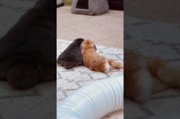 Cute bunny rabbits cuddling #shorts