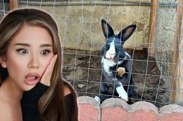 Breaking this bunny out of a hutch outside! | House Rabbit Makeover | Episode 9