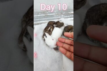 Animals Growth - Cute Baby Animals Growing Up #animals #rabbits #rabbit #bunnies #bunny #shorts