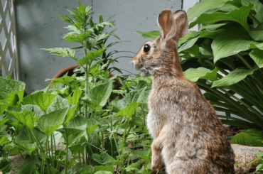 He stands sometimes.