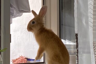 I think my bunny wants to escape from me 😹🙀