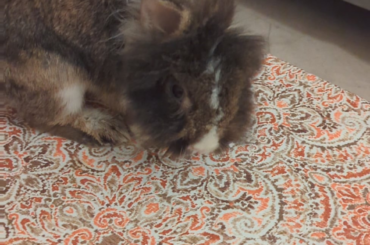 Honestly, my bunny's a wino