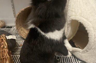 when she hears the treat jar..