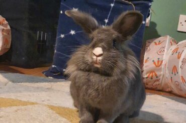 She bit my foot, unprompted!