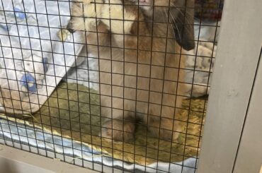 Acting like he’s in jail but his hutch is open 100% of the time with two different exits 🤣🤣🤣