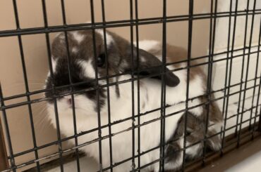 Squeezes herself behind the bunny gate that’s propped against the wall when she has the whole house to roam 🙄