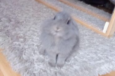 This little boy named Vinnie doesnt like me wearing socks or shoes. So he bites my toes when i wear them.