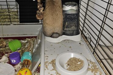 My little weirdo sitting in her water dish.