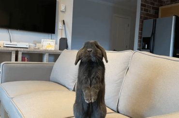 Hello hooman let’s watch tv