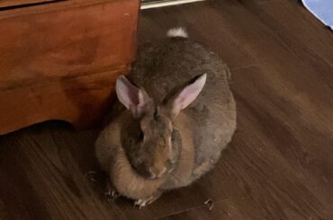 why does she like to press up against corners?