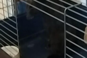 Gulasch standing up for himself 🩵