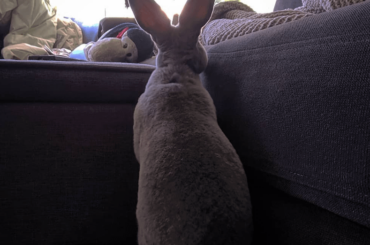 Gotta figure out why humans find this "couch" thing so appealing...