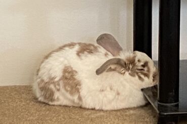 Little bit of neck support