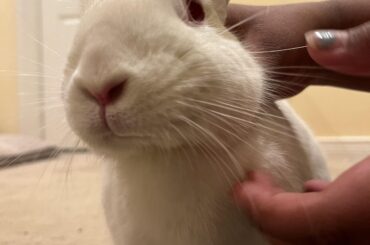 Winston ate a piece of monstera (he’s fine), stole from my salad, and peed on my bed all within like 20 minutes