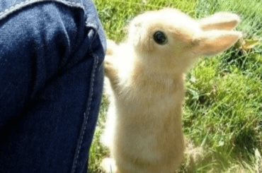 Excuse me sir. Do you have a carrot