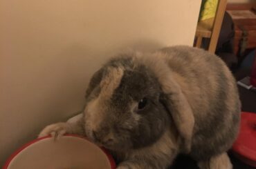 I said he could have ONE treat and he tried to take the entire jar