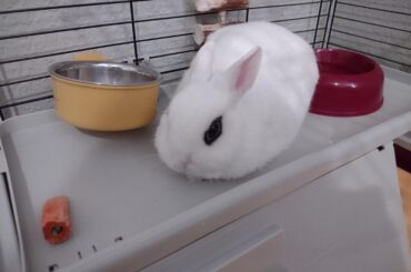A small emo loaf relaxing after enjoying some pellets