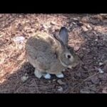 While I was walking in the forest, I met a cute rabbit