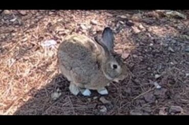 While I was walking in the forest, I met a cute rabbit