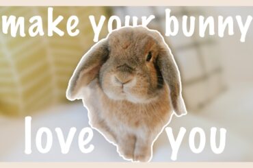 How To Bond With Your Rabbit