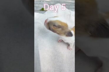 So Pretty Rabbit Baby - Rabbit Grow Up #rabbit #animals