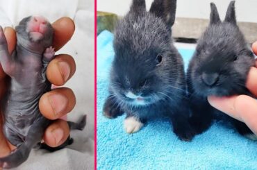 Rabbit Growth - Baby Bunny Rabbit growing up #cute #rabbits