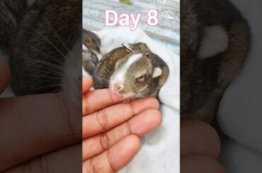 Wild Rabbit Growth - Cute Baby Rabbit Grow Up #shorts #rabbits #rabbit