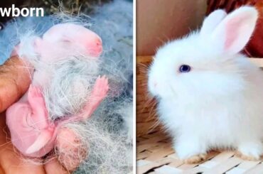 Angel Rabbit - Cute Baby Rabbit Growing Up #animals