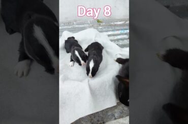 Baby Rabbit Growing Up Day By Day #rabbit #animals #rabbits #pet #animal #bunny #cute #bunnies