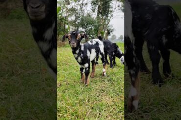 Calm baby goat playing #552 #animals #goat