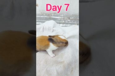 First 12 days of baby Rabbit Life #animal #rabbit  #bunny
