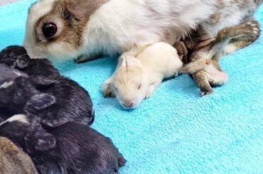 Cute Rabbit - Small Baby Rabbits Video High Quality #549