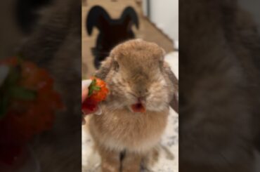 Cute Bunny Rabbit eating strawberry #asmreating