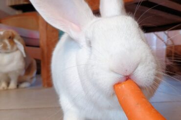 Sweet Rescued Albino Bunny Eating A Carrot